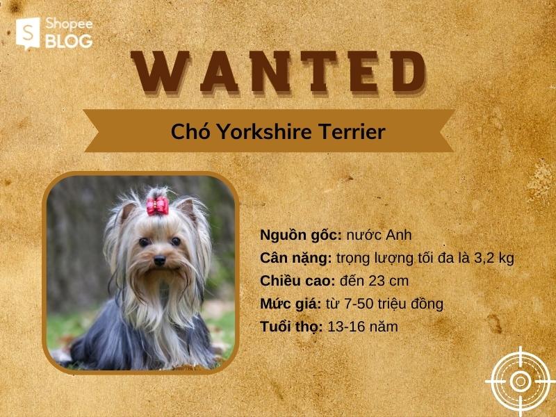 Yorkshire Terrier là giống chó nhỏ với bộ lông làm mê hoặc con người