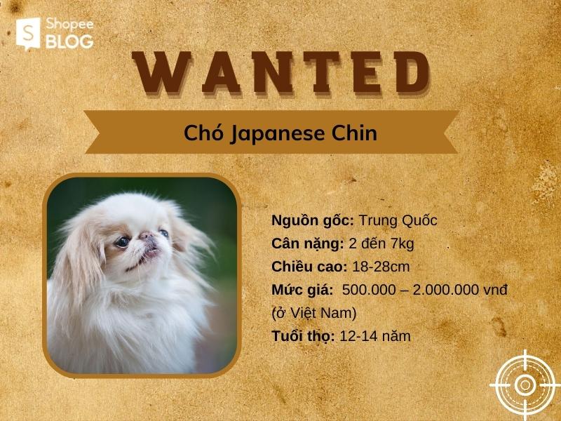 Japanese Chin là giống chó Nhật nhỏ đáng yêu