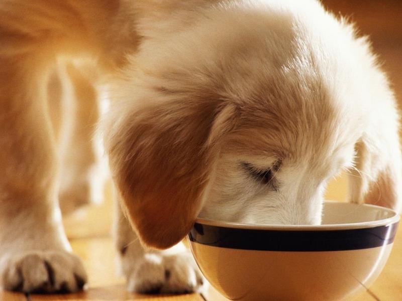 Việc cho chó con ăn đúng cách không hề đơn giản (Nguồn: gettyimages.com)