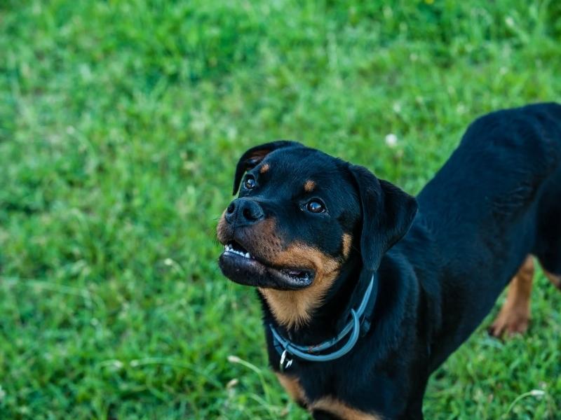 Rottweiler