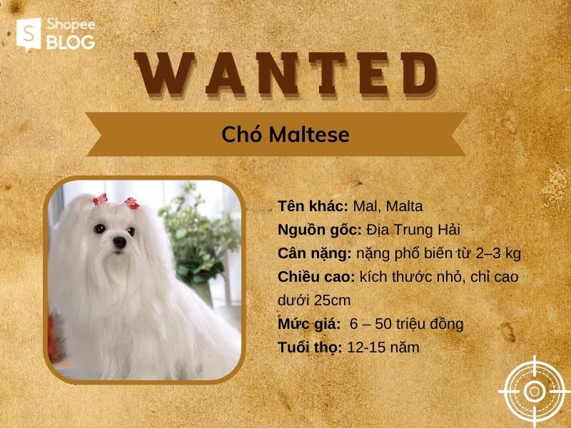 Chó Maltese - giống chó nhỏ đáng yêu, sang chảnh