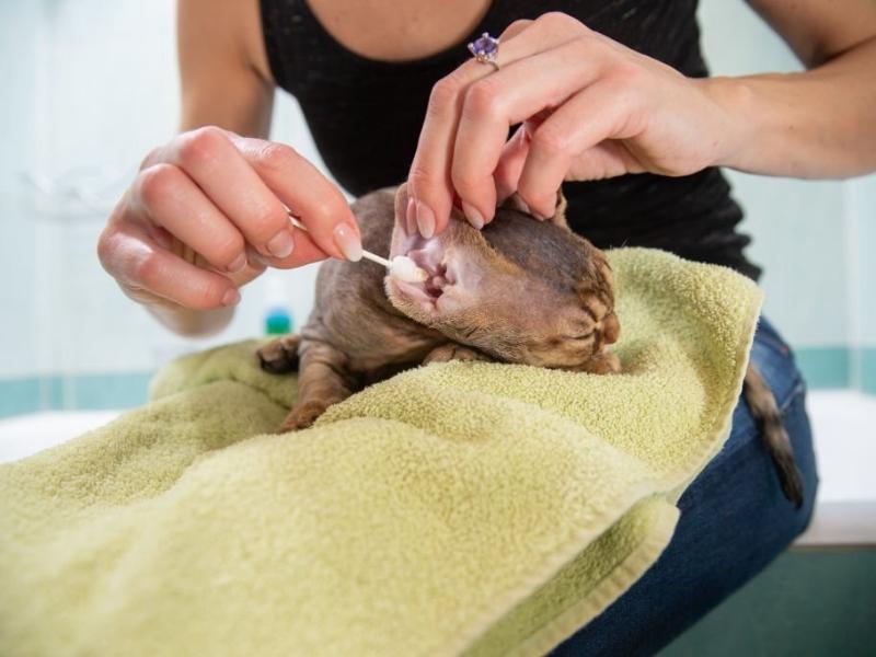 Cách vệ sinh tai mèo tại nhà (Nguồn: gettyimages.com)