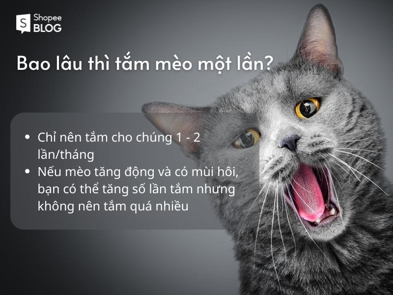 Bao lâu thì nên tắm mèo?