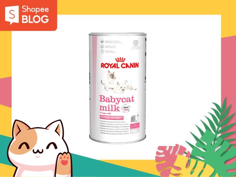 Mèo con cái mới nhất đẻ tợp sữa gì? Sữa bột Royal Canin Babycat là lựa lựa chọn phù hợp