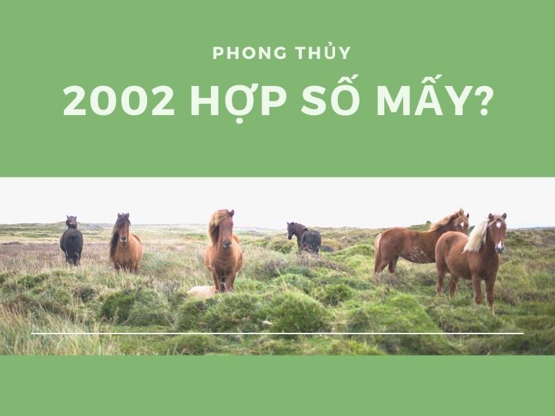 Tuổi Nhâm Ngọ 2002 hợp số mấy? (Nguồn: Shopee Blog)