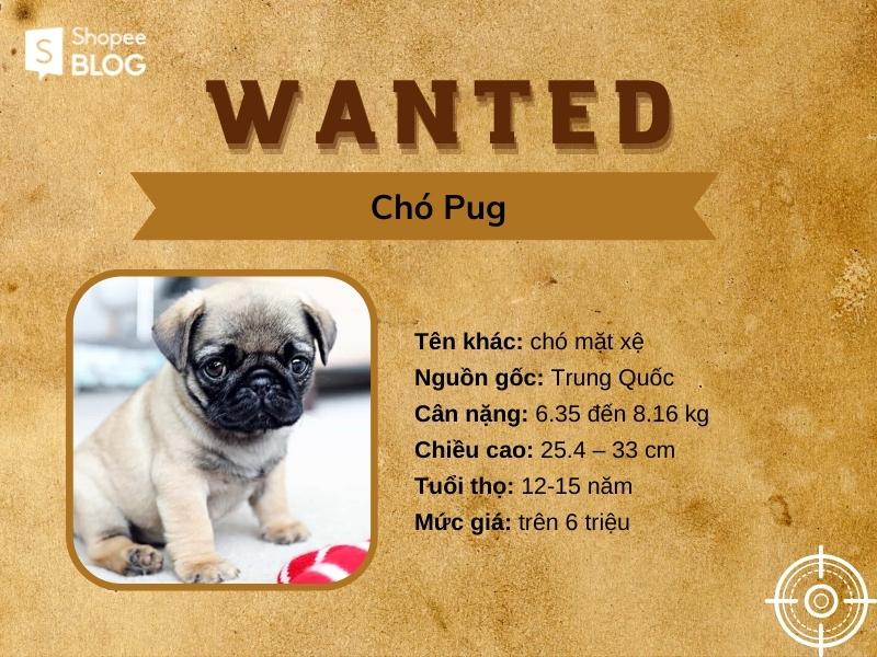 Pug là giống chó nhỏ dễ nuôi, tham ăn và lười biếng