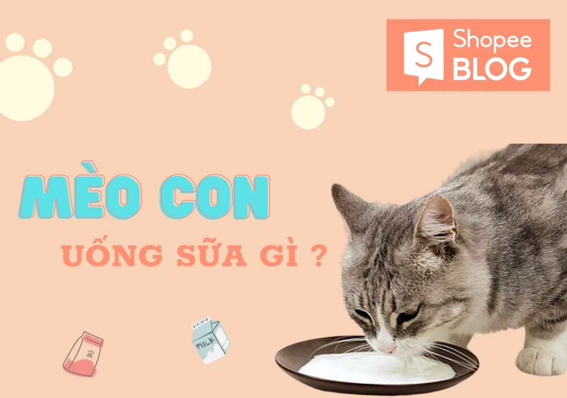 Mèo con uống sữa gì và không nên uống sữa gì để đảm bảo sức khỏe? - Shopee Blog