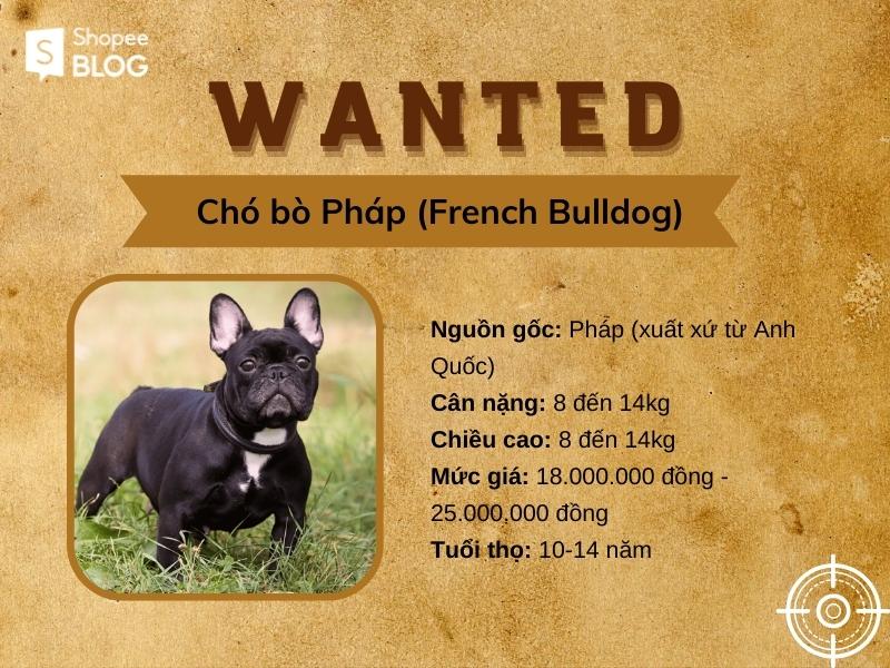 Chó bò Pháp - giống chó “hiền” nhất trong dòng Bull