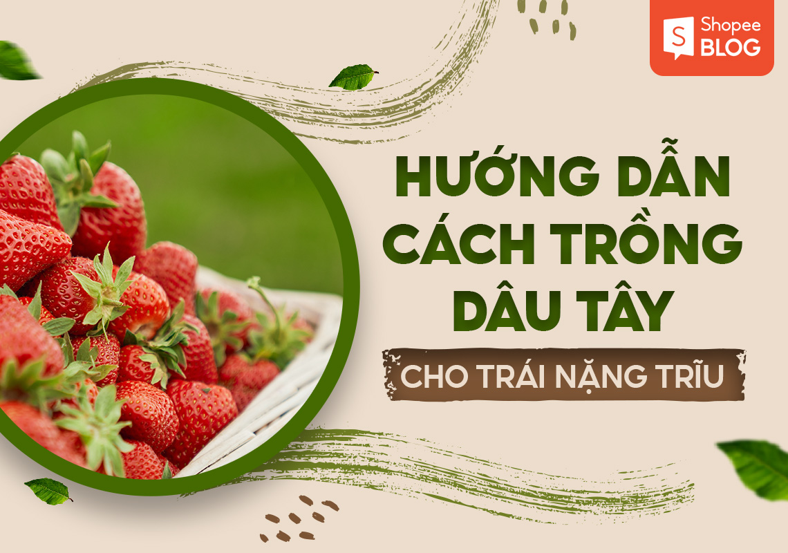 Hướng dẫn cách trồng dâu tây cho trái nặng trĩu 42