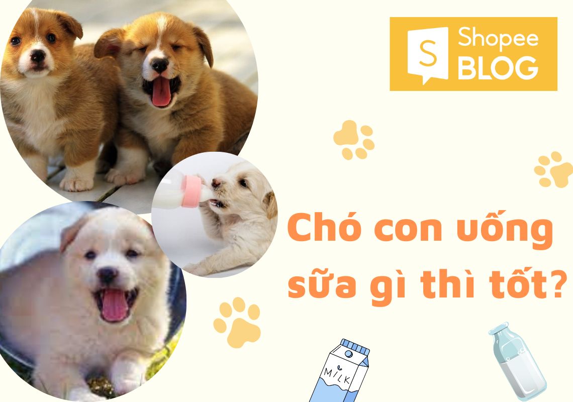 Chó con uống sữa gì tốt? Top 6 loại sữa cho chó nên dùng - Shopee Blog