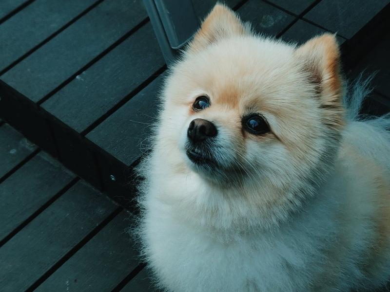 Chó Phốc sóc Pomeranian 