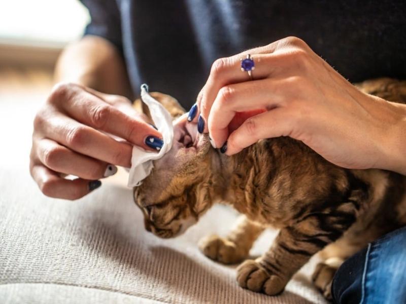 Hãy lau khô tai mèo sau khi vệ sinh (Nguồn: gettyimages.com)