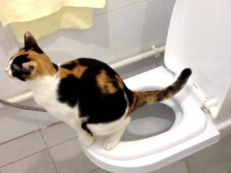 cat going to toilet 