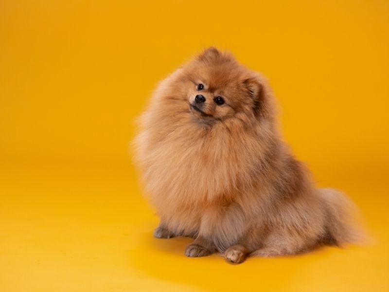 Chó Pomeranian có lông vàng