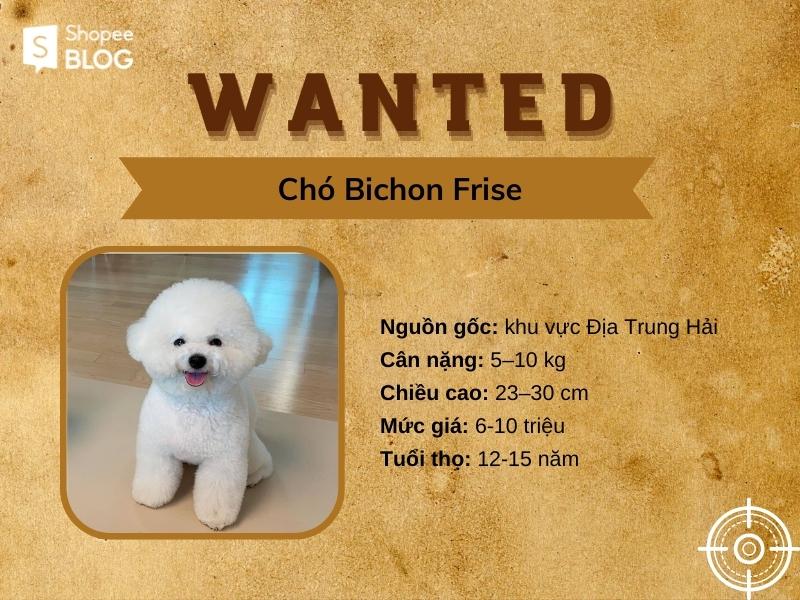 Bichon Frise - chó cảnh mini thân thiện với mọi loài 