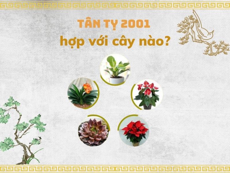 Các loại cây hợp tuổi Tân Tỵ 2001 (Nguồn: Shopee Blog)