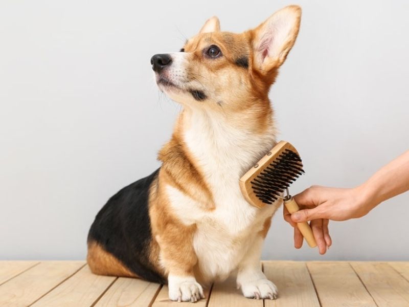  Chó Corgi đang được chải lông