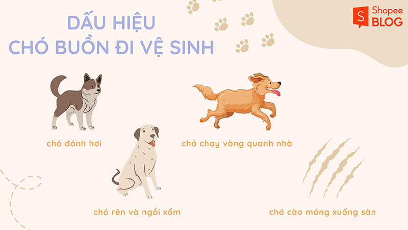 Một số dấu hiệu nhận biết chó đang buồn đi vệ sinh (Nguồn: Shopee Blog)