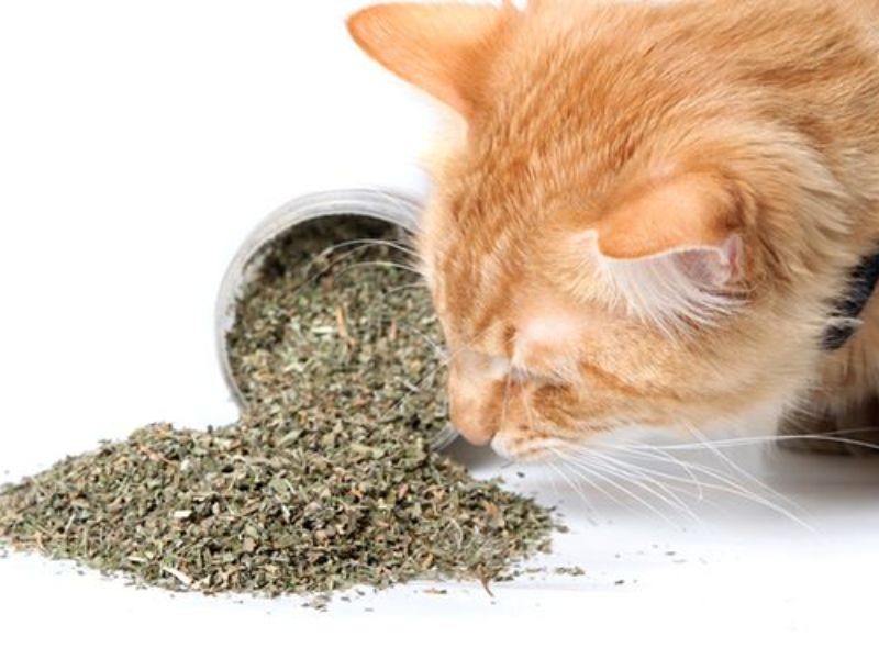 Thêm catnip vào nước uống của mèo (Nguồn: miaolands.com)