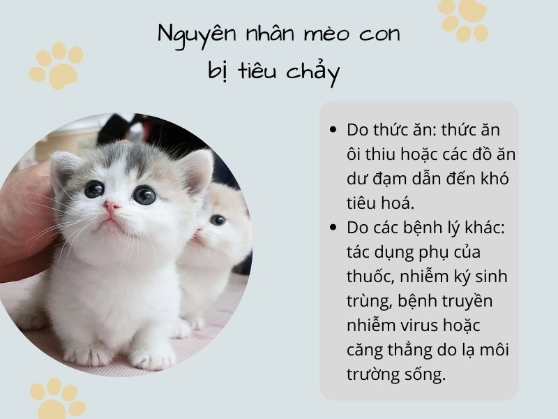 Nguyên nhân mèo con bị tiêu chảy