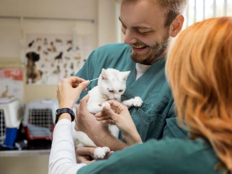 Chẩn đoán mèo bị viêm tai chảy mủ tại bệnh viện thú y (Nguồn: gettyimages.com)