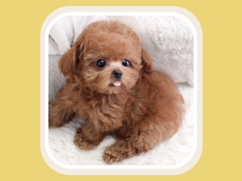 Cách tắm cho chó Poodle