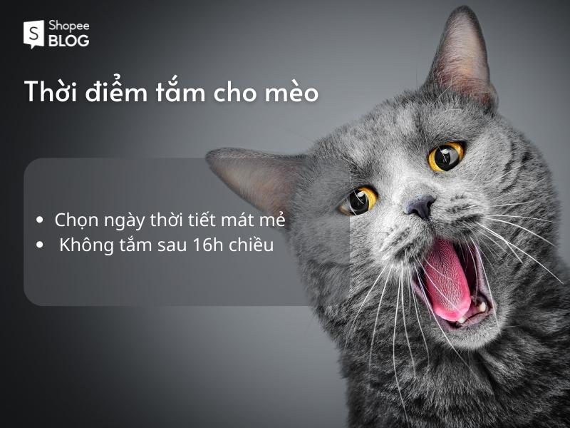 Thời điểm tắm cho mèo 