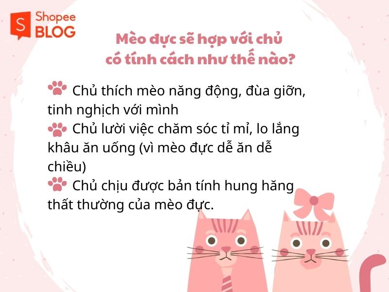 Mèo đực hợp với chủ như thế nào