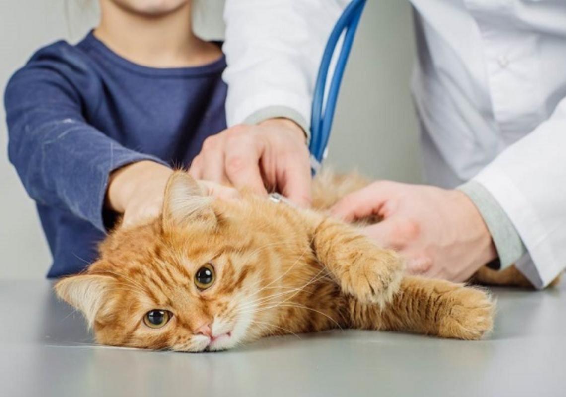 Cats should be taken to the doctor for the exact cause (source: Thegioiloaimeo.com)