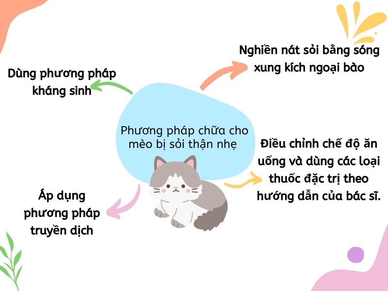 Các phương pháp chữa sỏi thận mức nhẹ ở mèo (Nguồn: Shopee Blog)