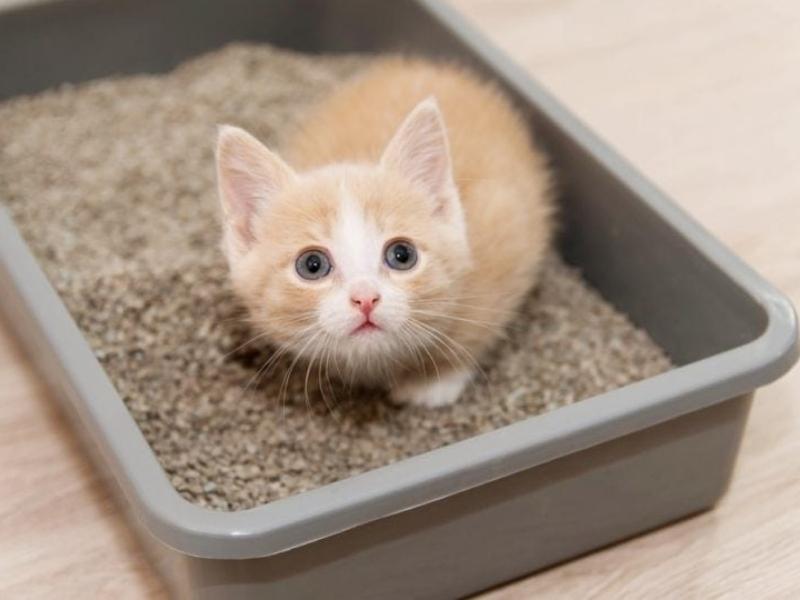 Cho mèo con đi vệ sinh vào khay cát (Nguồn: Hepper.com)