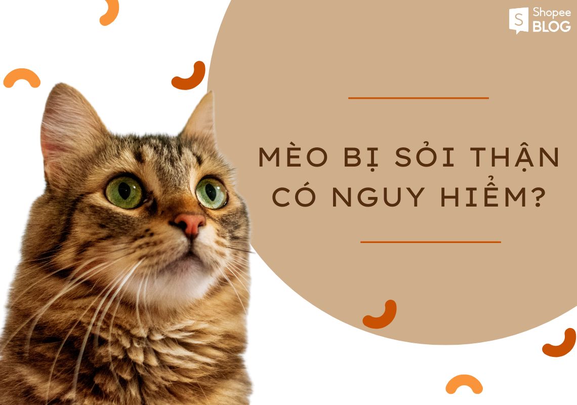 mèo bị sỏi thận