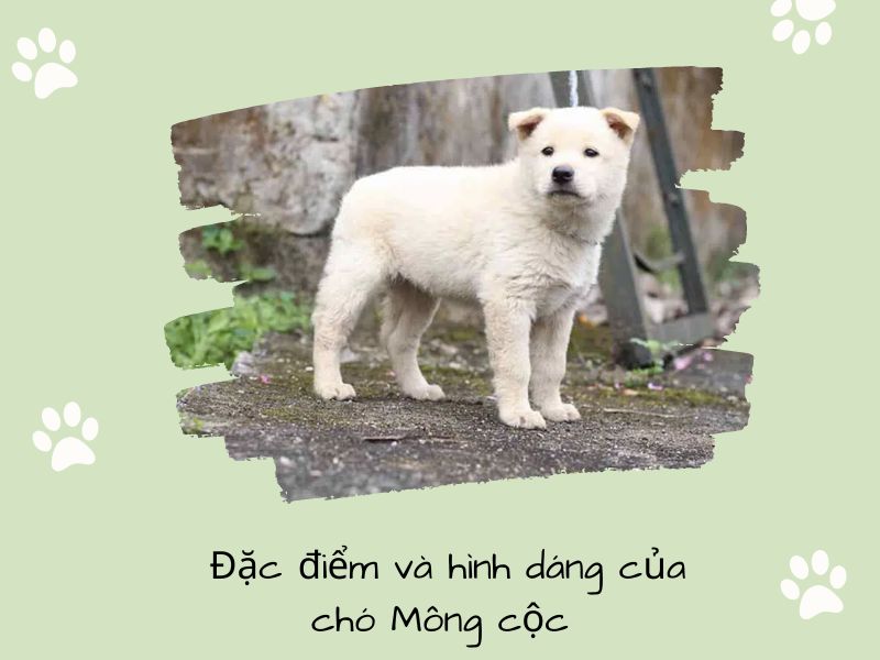 Đặc điểm và hình dáng của chó Mông cộc khi còn bé