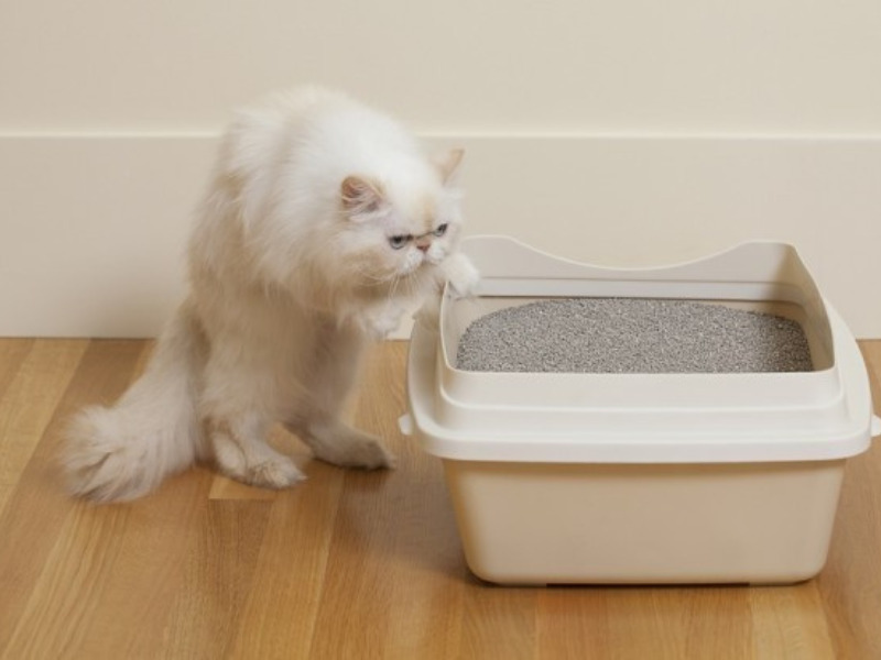 cat enters sand bowl