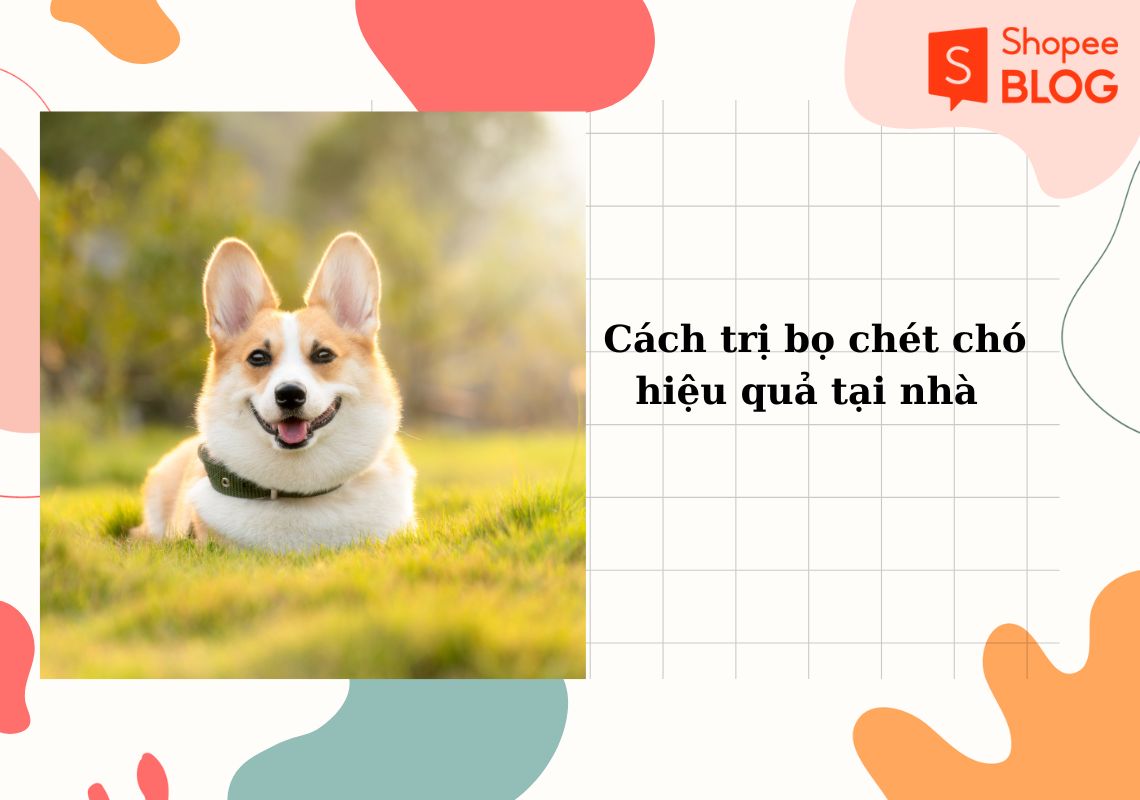 cách trị bọ chét chó