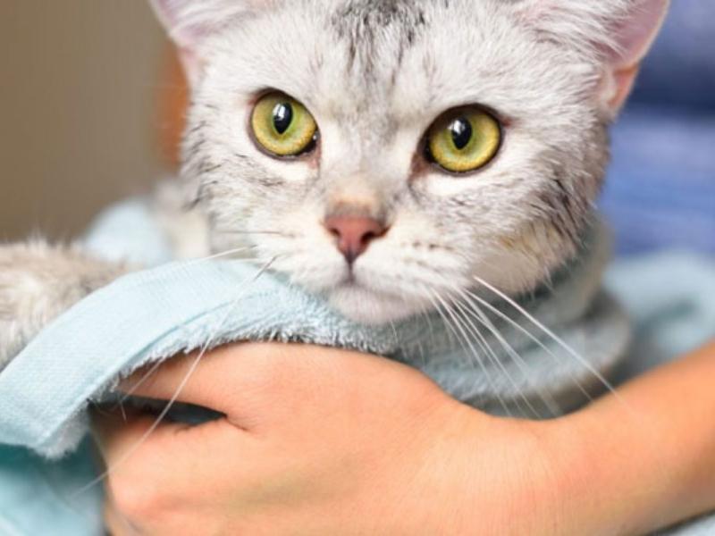 Tắm khô là cách thường áp dụng cho mèo con và mèo ốm 