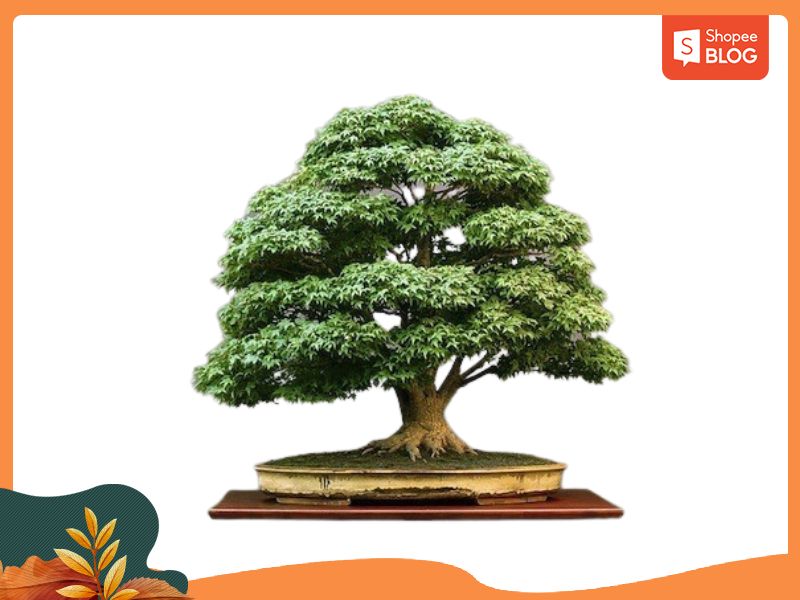 Cây Bonsai Cổ Thụ Với Hình Dáng Độc Đáo Được Cô Lập Trong Chậu Cây Tạo Nên  Nghệ Thuật Đẹp Trong Tự Nhiên Hình ảnh Sẵn có  Tải xuống Hình ảnh