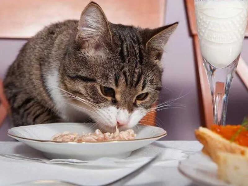 mèo đang ăn 