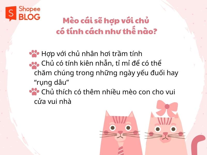 Mèo cái hợp với chủ như thế nào