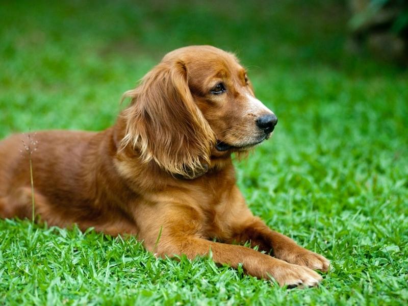 Cooker Spaniel