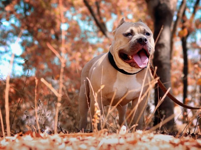 Chó Pitbull