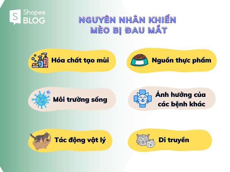 Mèo bị đau mắt do đâu