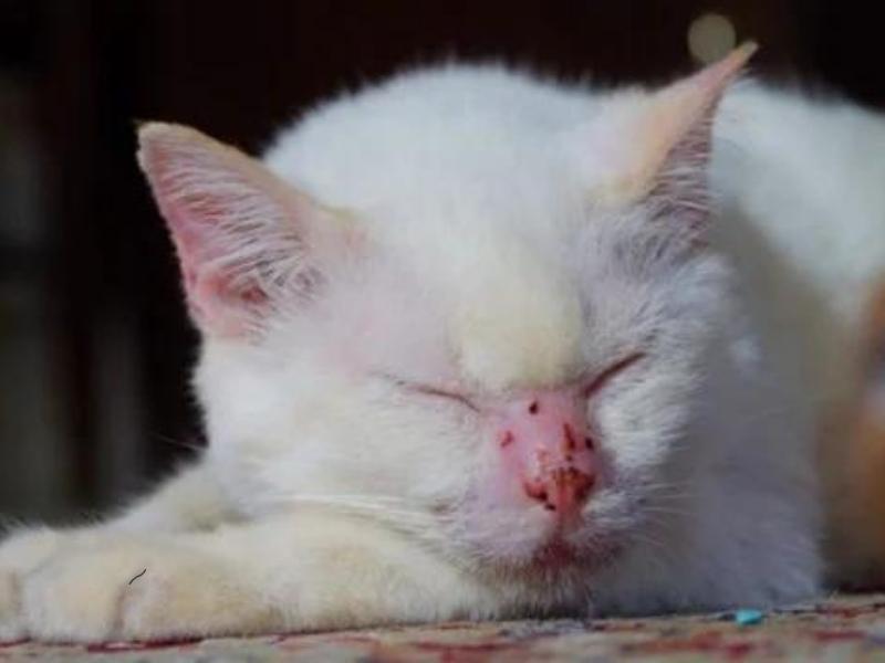 Mèo bị viêm da có ảnh hưởng nghiêm trọng đến sức khỏe không