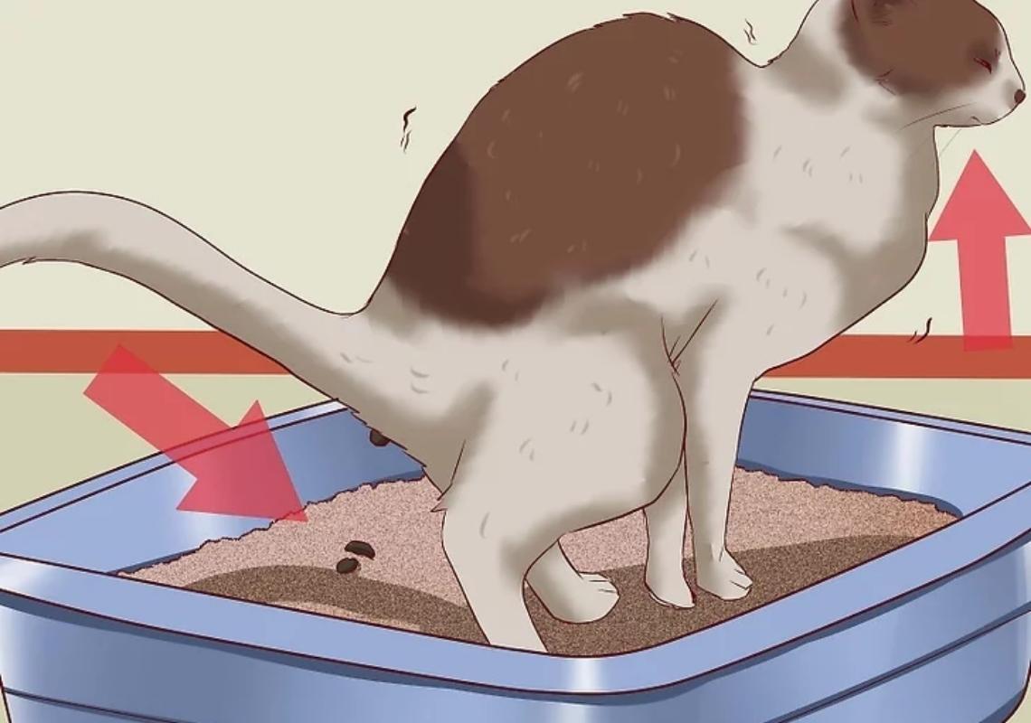 Mèo gặp khó khăn khi đi vệ sinh (Nguồn: Wikihow.com)