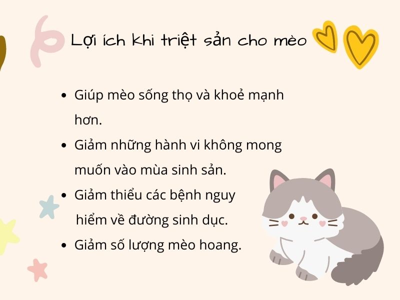 Một số lợi ích khi triệt sản cho mèo