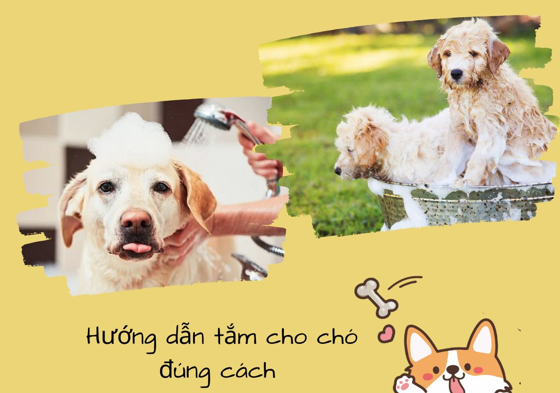 cách tắm cho chó