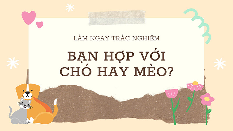 trắc nghiệm bạn nên nuôi chó hay mèo 