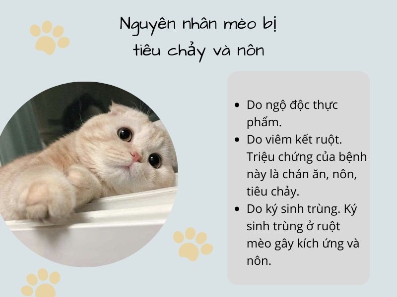 Nguyên nhân mèo bị tiêu chảy và nôn