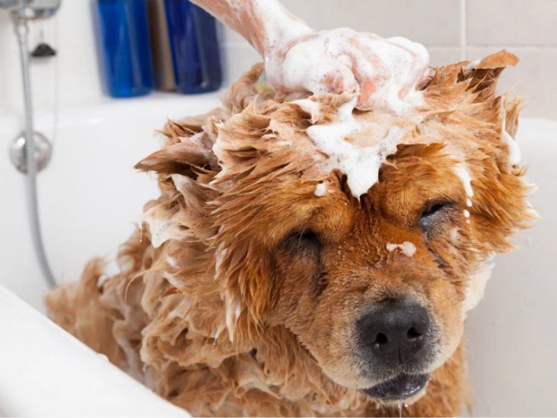 tắm cho chó 
