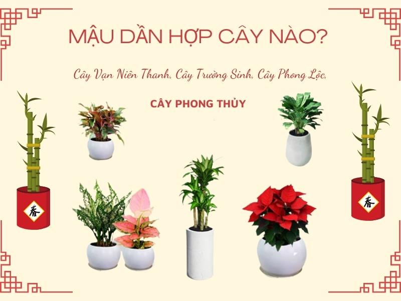 1998 hợp cây gì? (Nguồn: Shopee Blog)